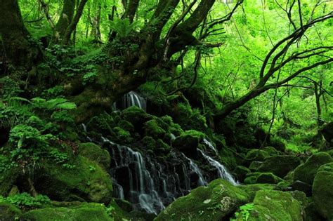 陰生植物 一覧|陰生植物とは？日陰で育つ植物の特徴 